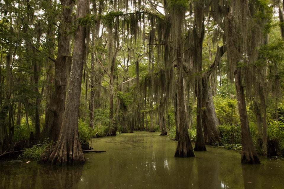 The Rougarou - Southern Louisiana Folklore - The Daily Nerds